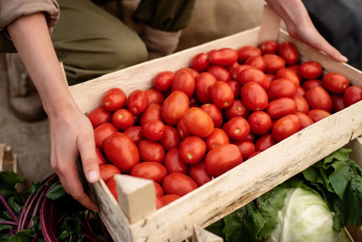 Greenhouse Tomatoes - Image 501